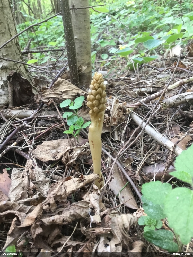 гнездовка настоящая