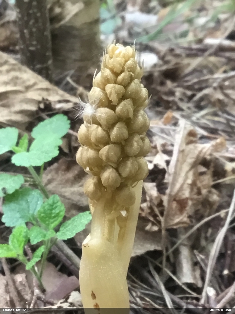 гнездовка настоящая