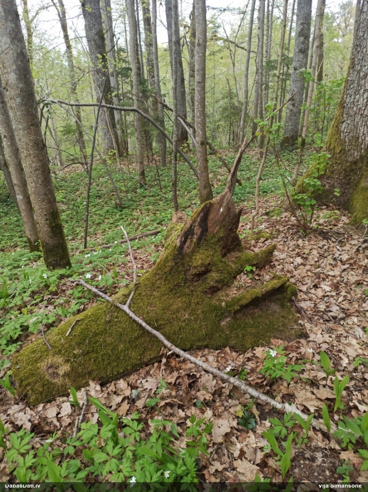 Ozolu brūnsvārcene