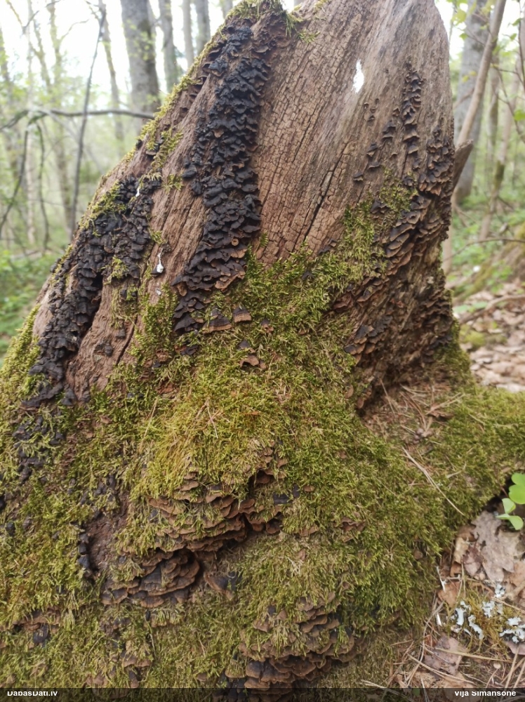 Ozolu brūnsvārcene