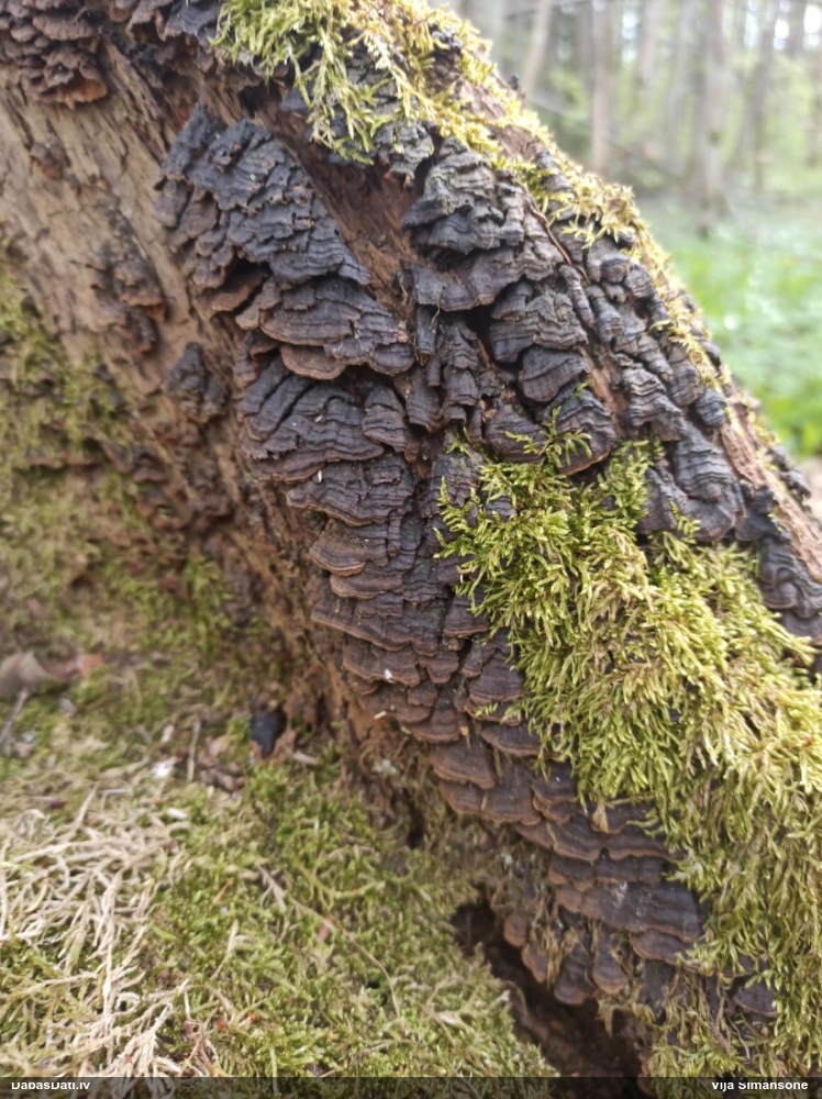 Ozolu brūnsvārcene