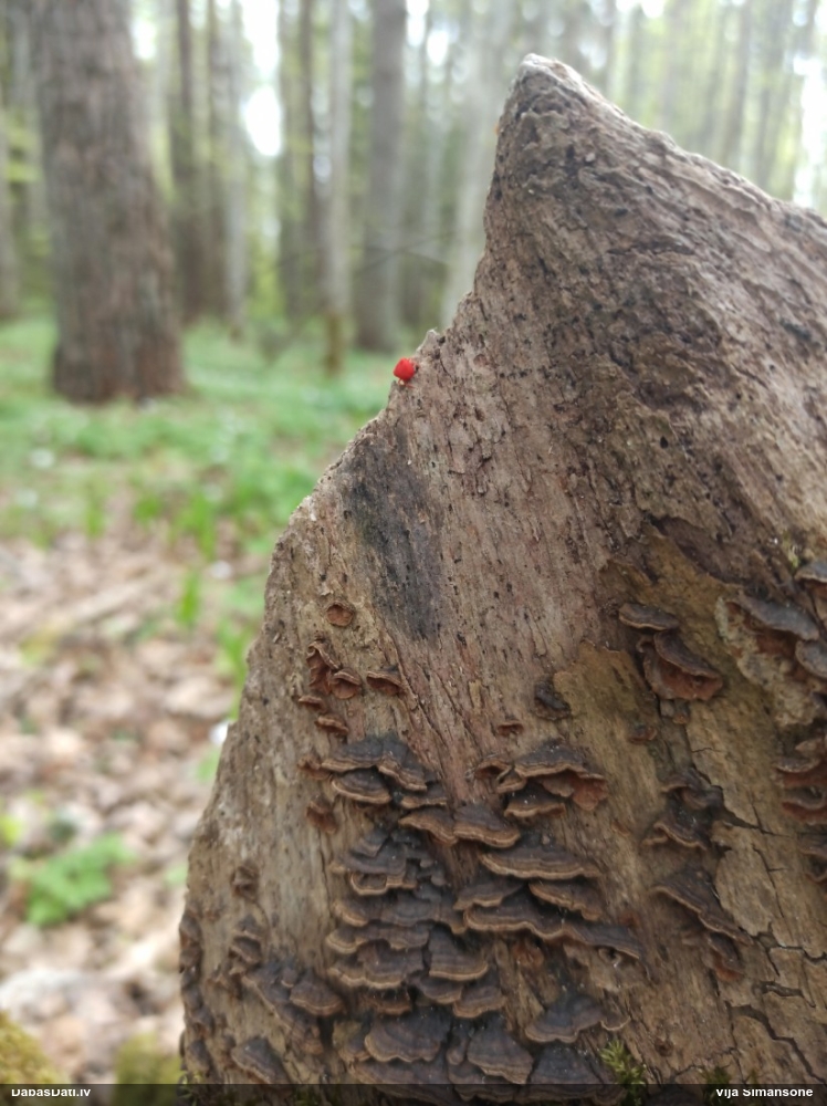 Samtērce (nenoteikta)