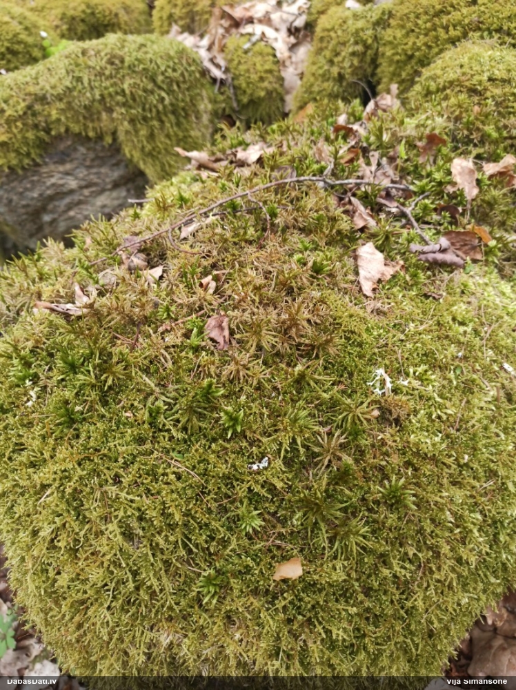 Parastā kociņsūna