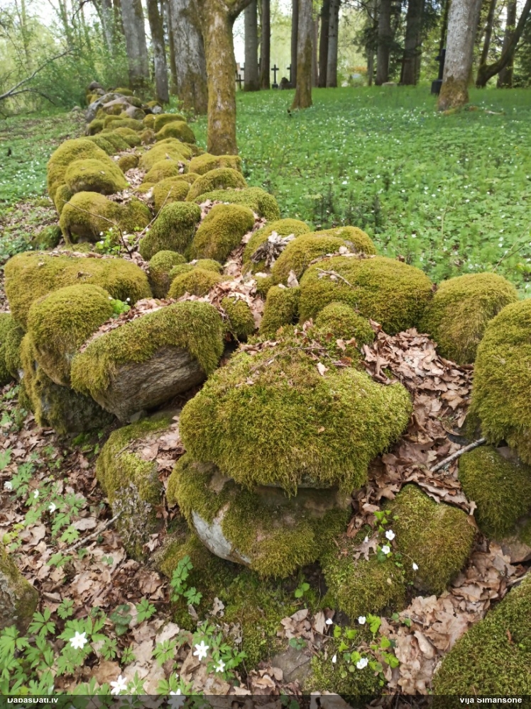 Parastā kociņsūna