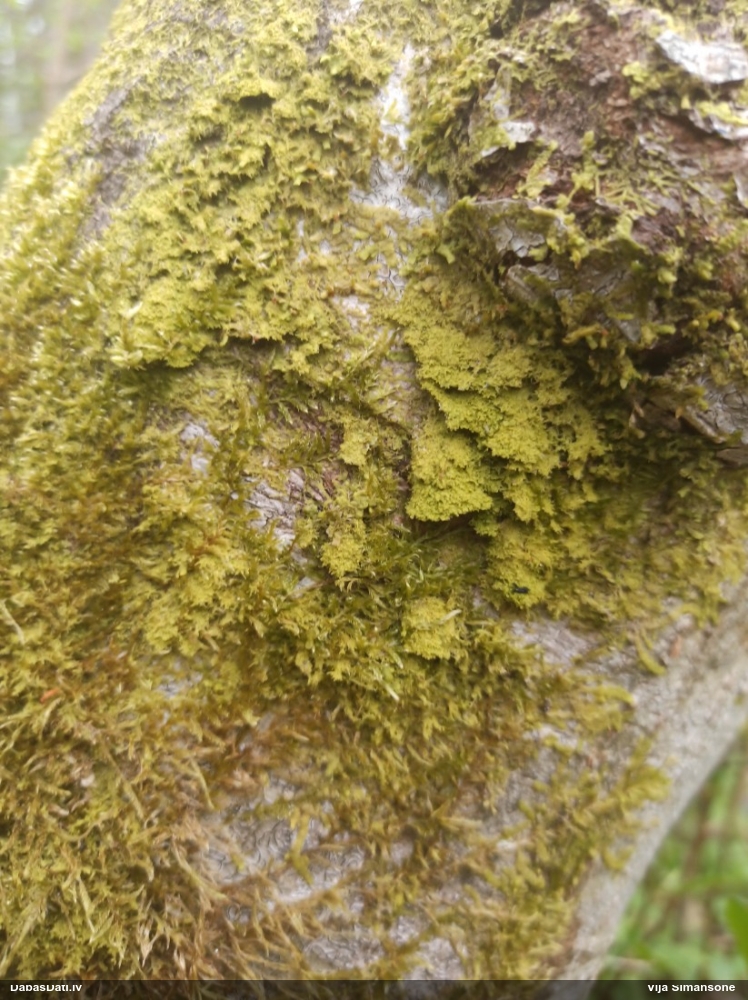 Dakšveida mecgērija