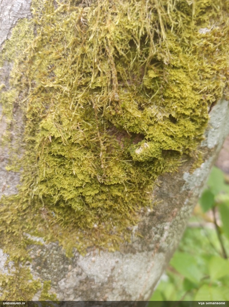 Dakšveida mecgērija