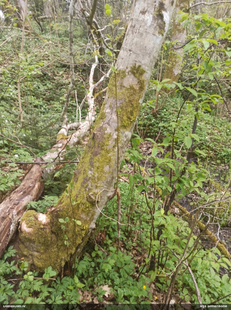 Dakšveida mecgērija