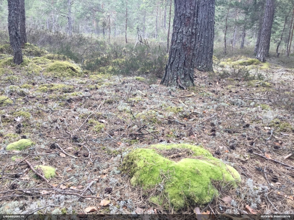 Zilganā baltsamtīte