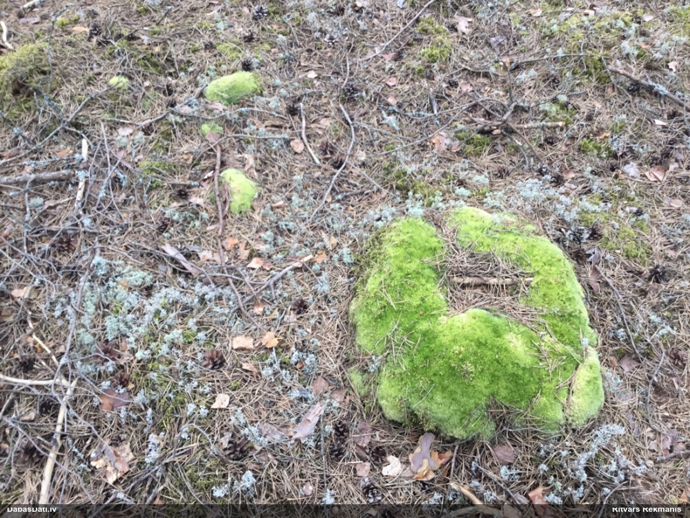 Zilganā baltsamtīte