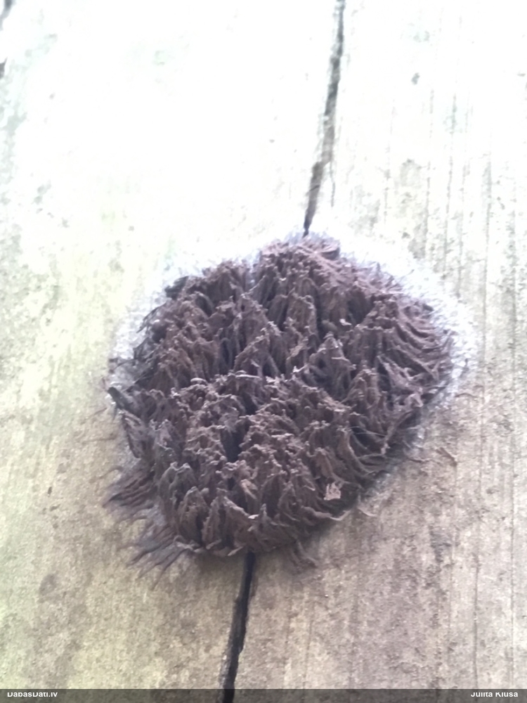 Saplacinātā kūlīte