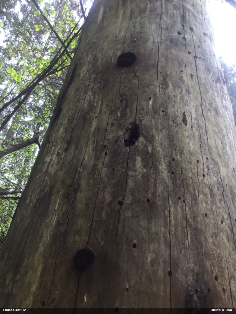 Saplacinātā kūlīte