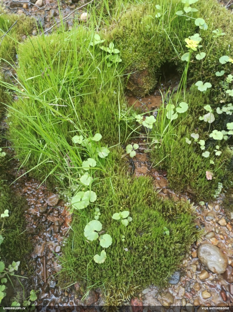 Paparžu dzīslenīte