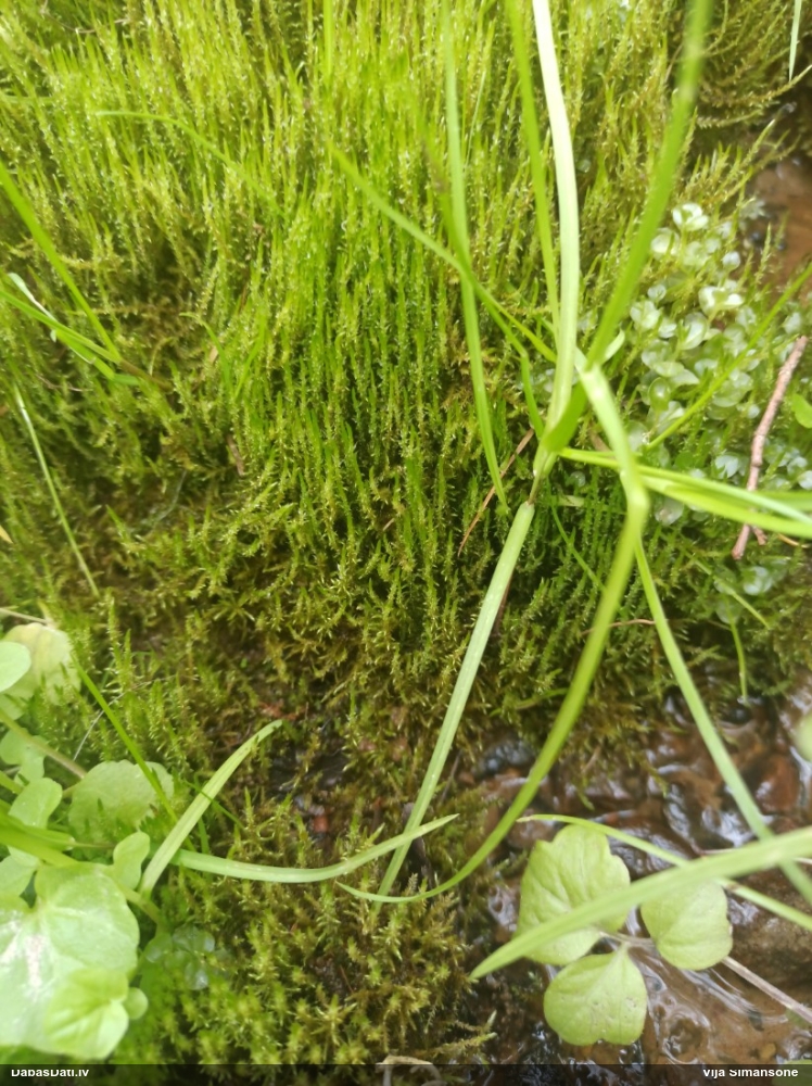 Paparžu dzīslenīte