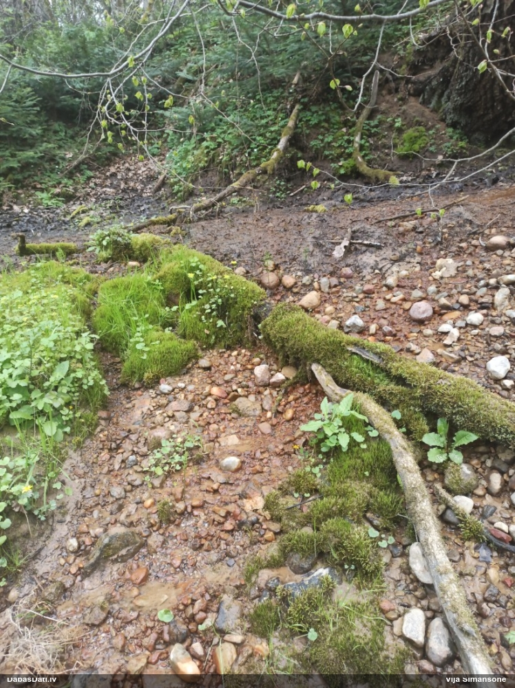 Paparžu dzīslenīte