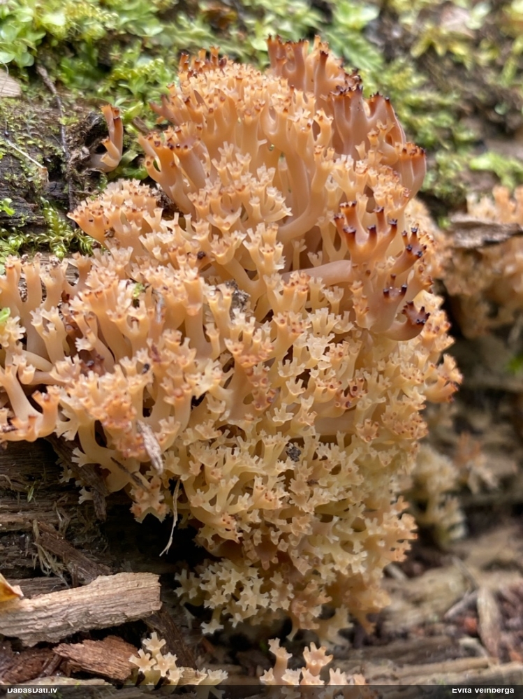 крыночковидная клавикорона