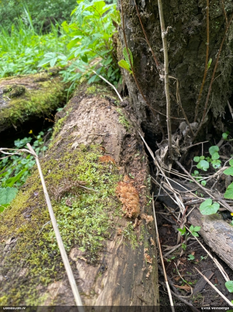 крыночковидная клавикорона