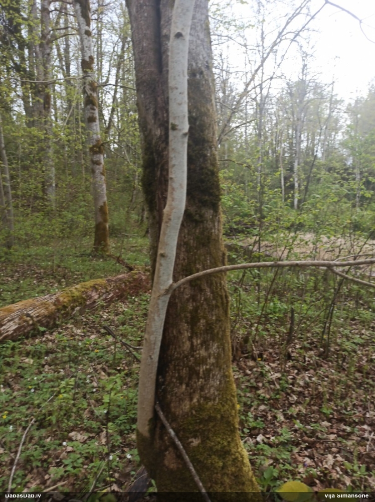 Parastā vāverastīte