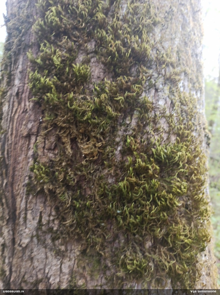 Parastā vāverastīte