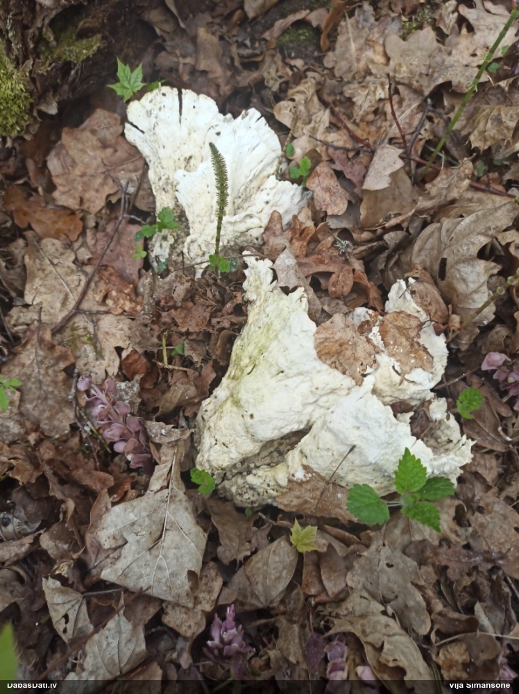 Серно-желтый трутовик