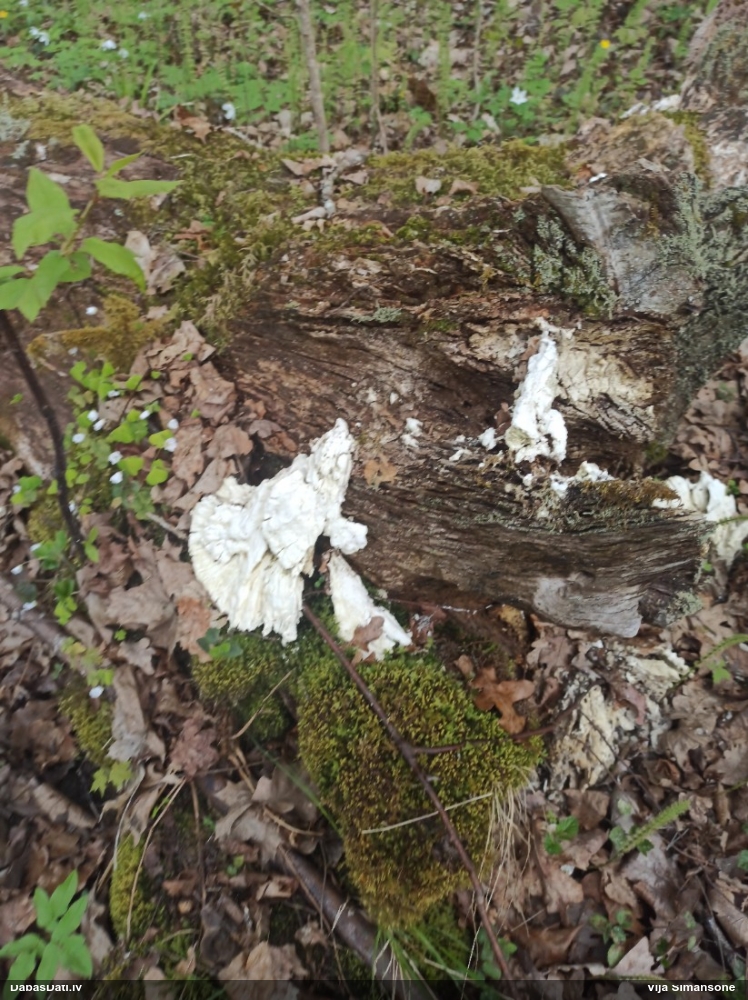 Серно-желтый трутовик