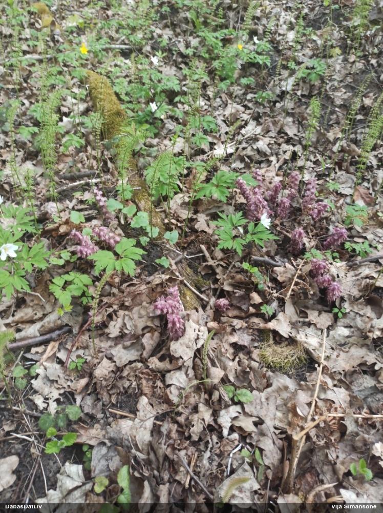 Петров крест чешуйчатый