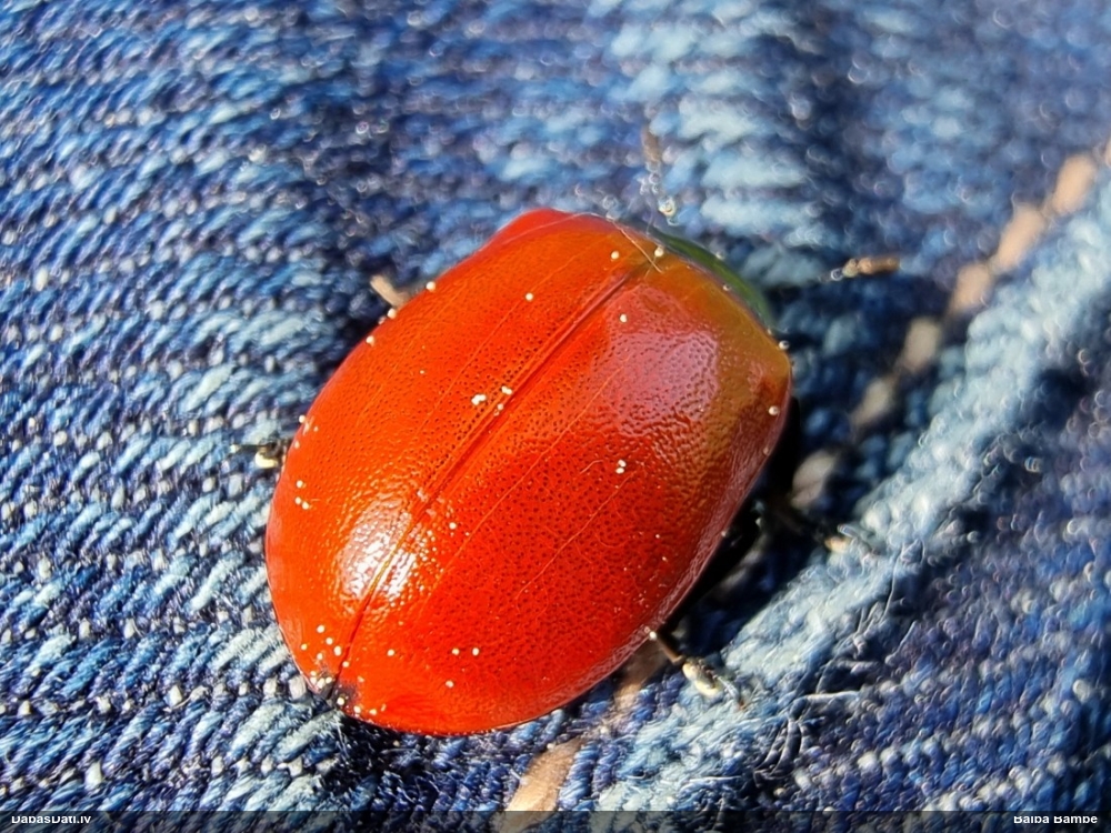 Apšu lielais lapgrauzis