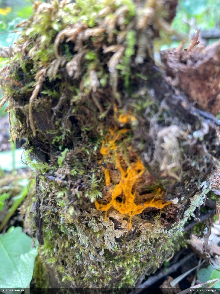 Trihija, hemitrihija (nenoteikta)