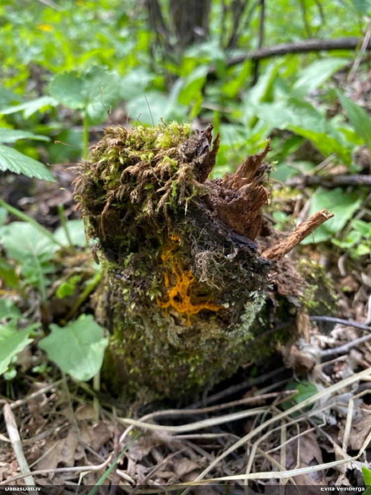 Trihija, hemitrihija (nenoteikta)