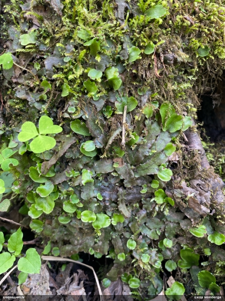 Nelīdzenā konusgalvīte