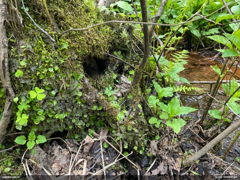 Nelīdzenā konusgalvīte