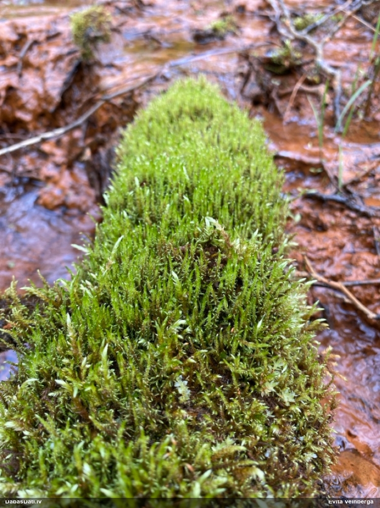 Paparžu dzīslenīte