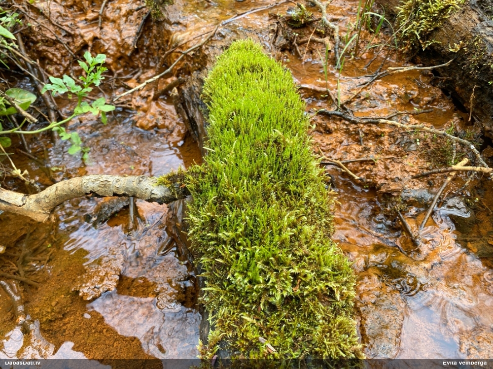 Paparžu dzīslenīte