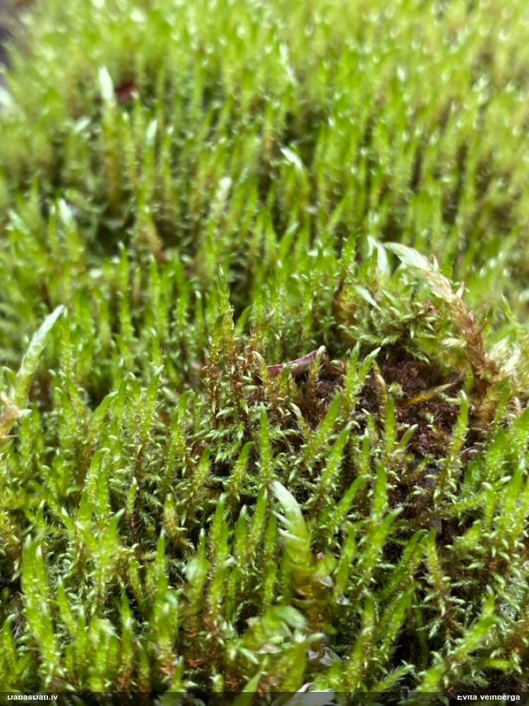 Paparžu dzīslenīte