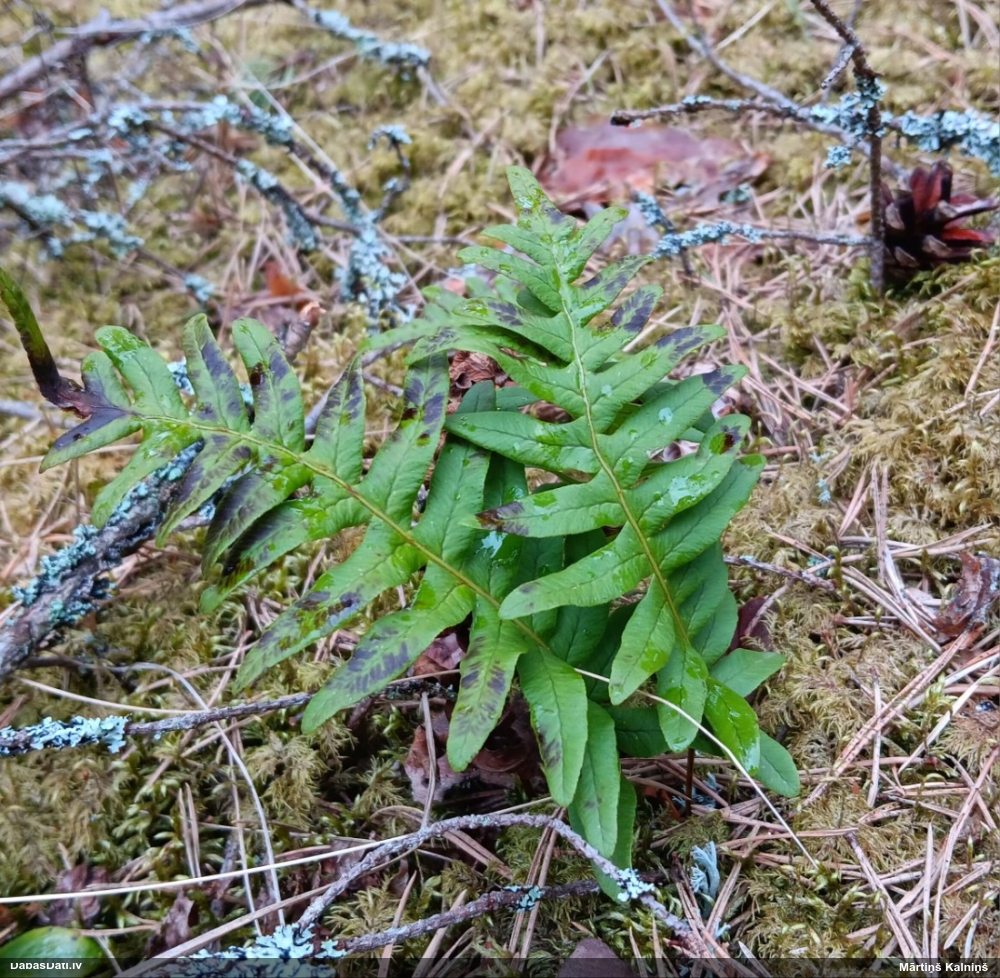 многоножка обыкновенная