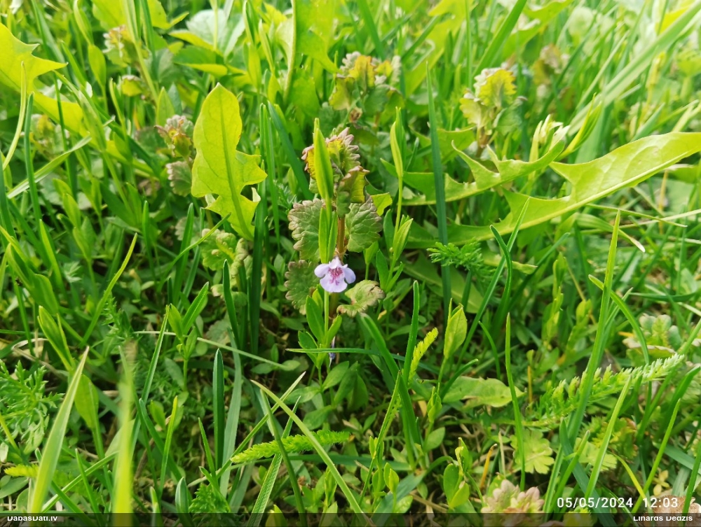 будра плющевидная