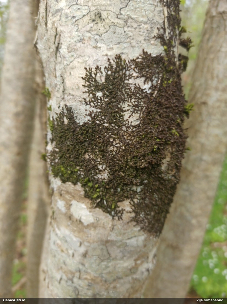 Izplestā frulānija