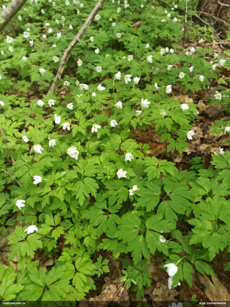 ветреница белая
