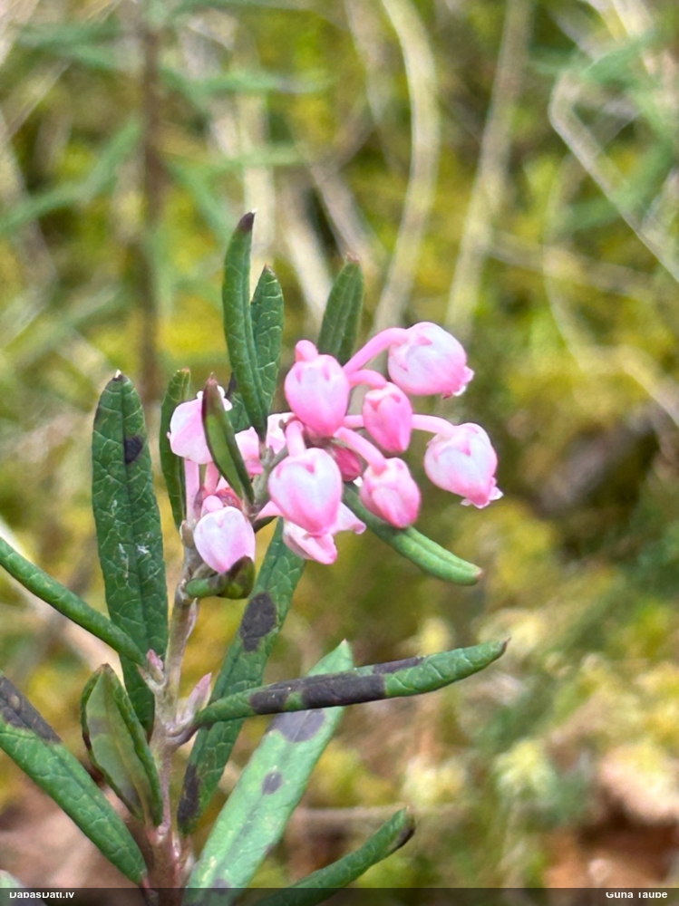 подбел многолистный