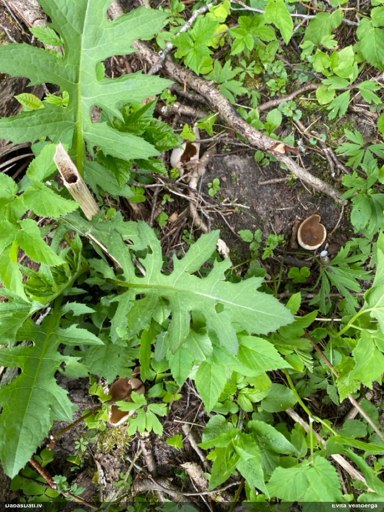 Dzīslainais kauslāčpurns