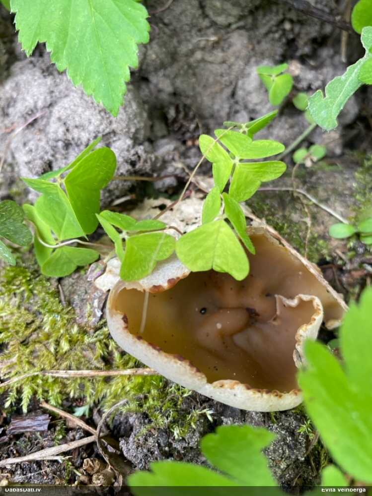 Dzīslainais kauslāčpurns