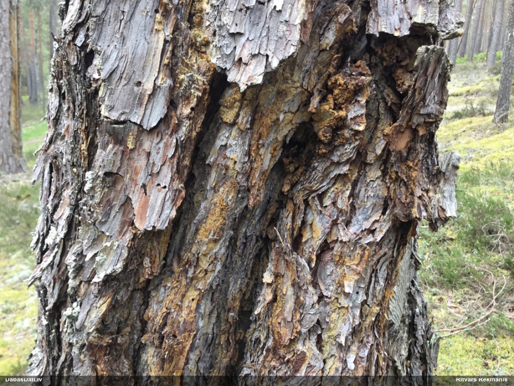 Priežu sveķotājkoksngrauzis