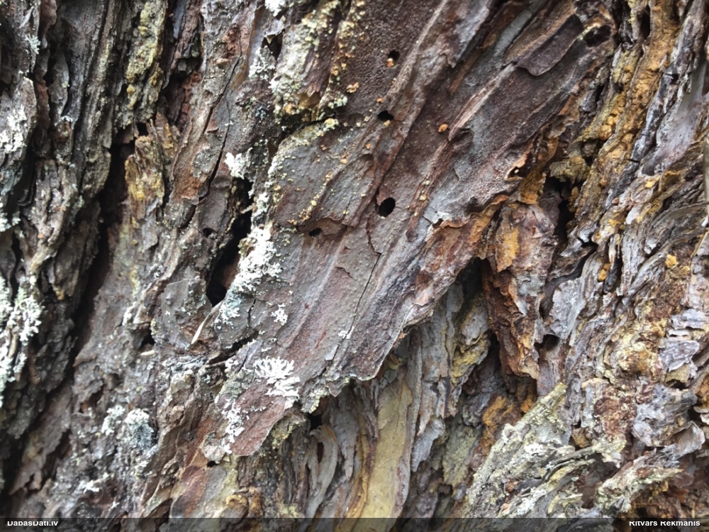 Priežu sveķotājkoksngrauzis