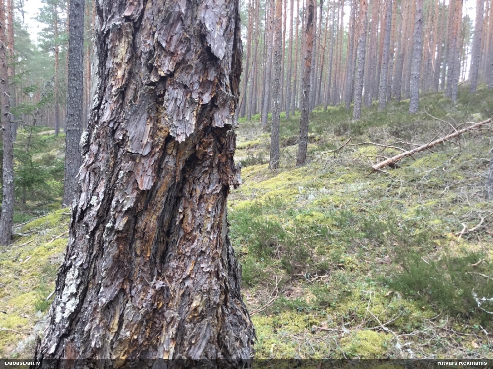 Priežu sveķotājkoksngrauzis