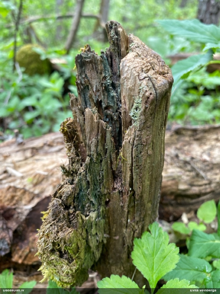 Zilzaļā hlorociborija