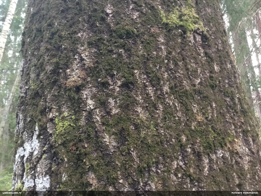 Izplestā frulānija