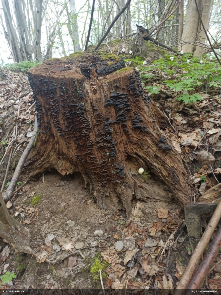 Ozolu brūnsvārcene