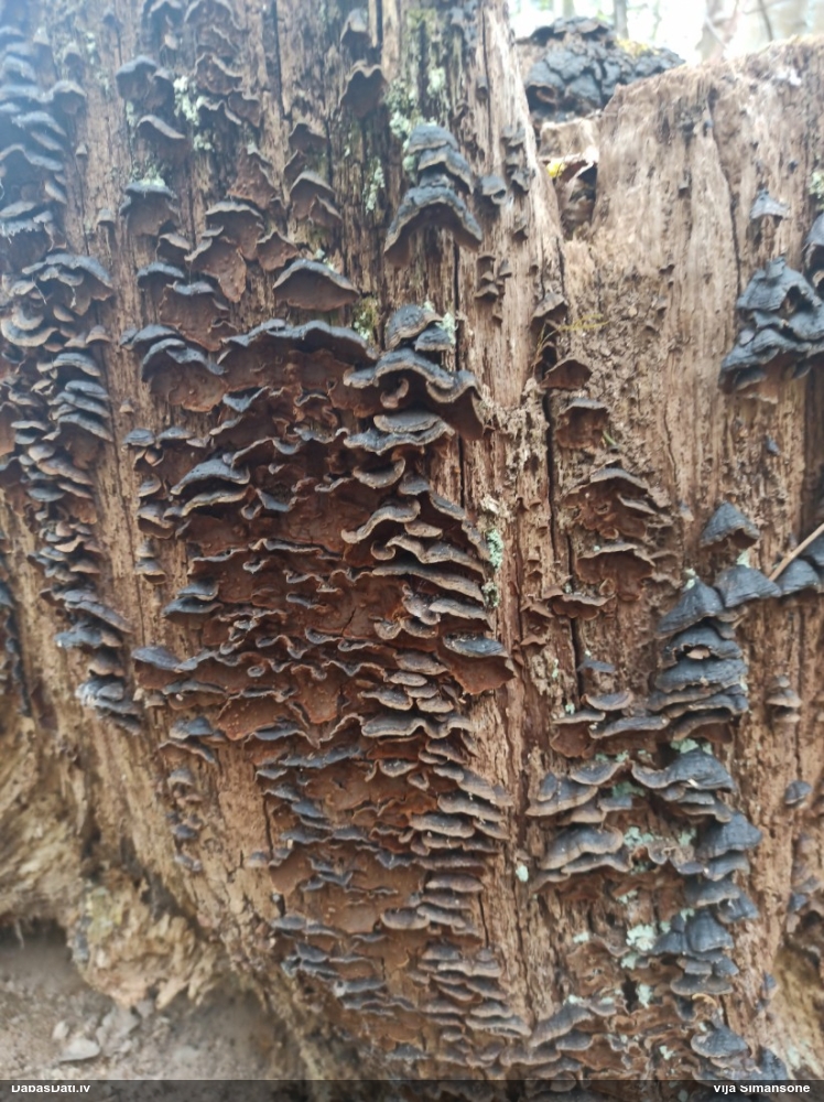 Ozolu brūnsvārcene