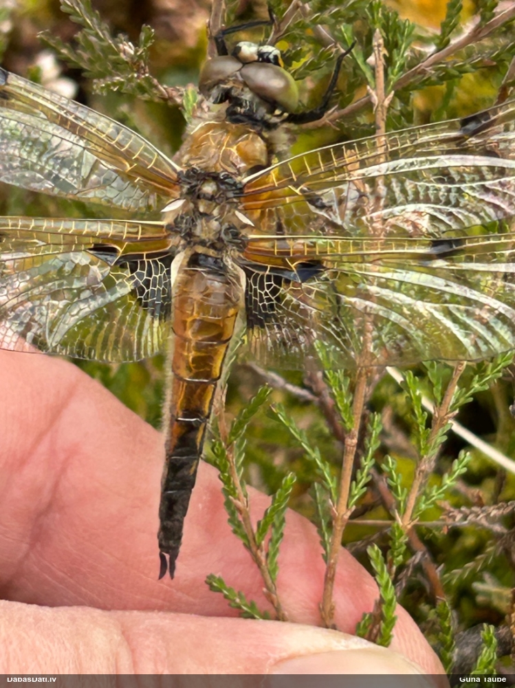 Plankumainā platspāre