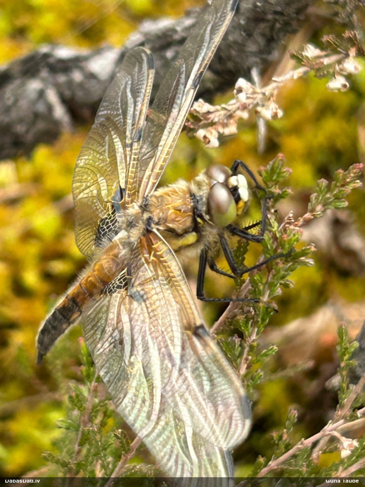 Plankumainā platspāre