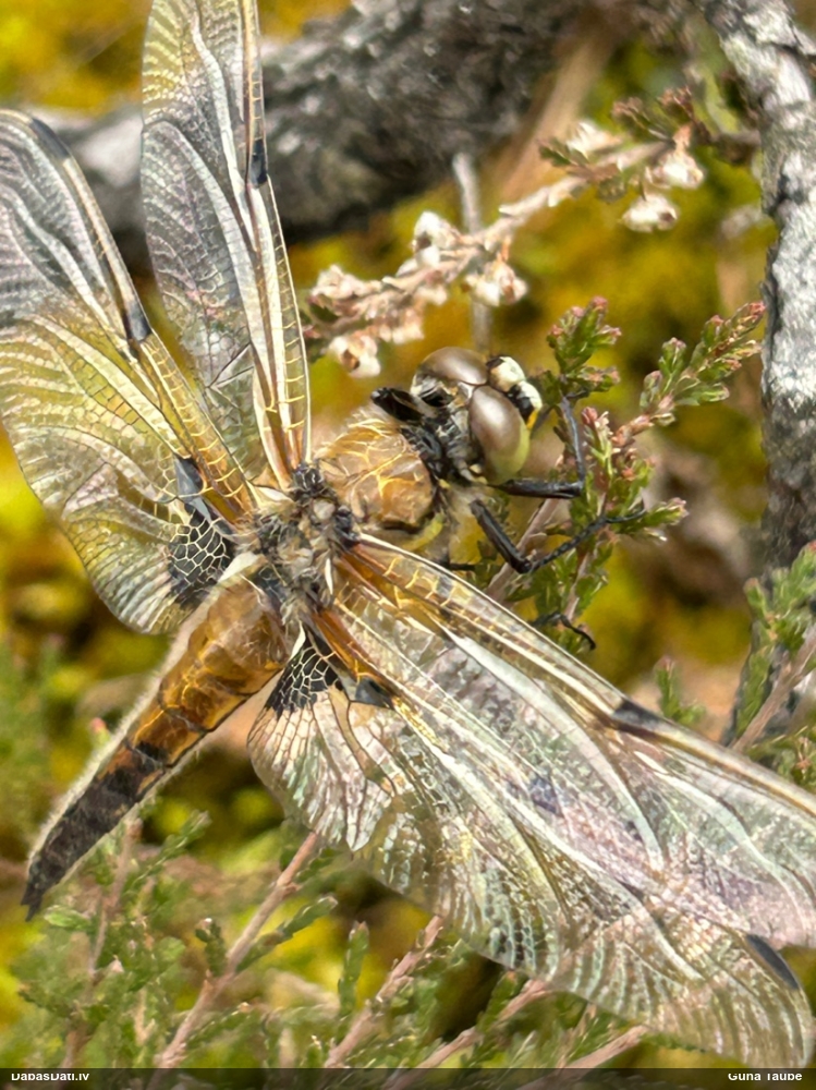 Plankumainā platspāre
